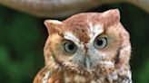 What an Owl Taught Me About Life