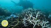 Sea temperatures scorch at record highs in Thailand, hurting aquatic life