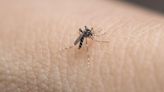 Florida enfrenta una terrible amenaza de enfermedades transmitidas por mosquitos