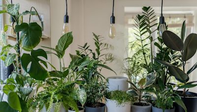 室內植物：讓客廳充滿芳香的9種植物