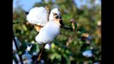 Rain washouts whitefly threat in South Malwa; Agri experts warn cotton growers against bollworm attack