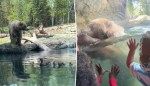 Hangry bear gobbles up ducklings at the zoo in front of horrified children: ‘That was not nice’