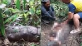 Indonésia: mulher que estava desaparecida é encontrada morta dentro de cobra píton de 9 m - ISTOÉ Independente