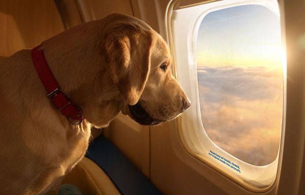 Bark Air, a ‘Luxurious’ New Airline Specifically for Dogs, Took Its First Flight — and It Was Sold Out