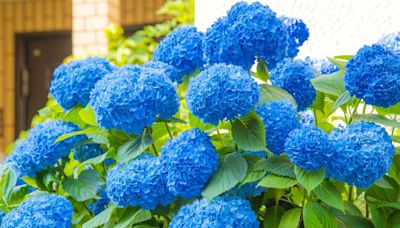 Hydrangeas will grow big vibrant blooms for longer with easy 20-second task