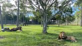 Gender reveal, Lion Country Safari-style, heralds birth of preserve's new lion cub