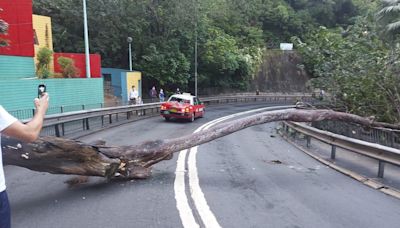 【交通意外】司徒拔道塌樹壓中的士 司機及乘客一度被困 - 香港經濟日報 - TOPick - 新聞 - 社會