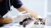 How Much Do Cat Vaccinations Cost? Here's What to Know