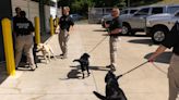 Every (explosive-sniffing) dog has their (graduation) day