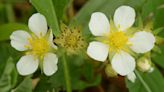 Wild strawberry flowers are the physical manifestation of elegance