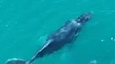 Seis baleias são flagradas em Arraial do Cabo nesta segunda (3); veja vídeo | Arraial do Cabo - Rio de Janeiro | O Dia