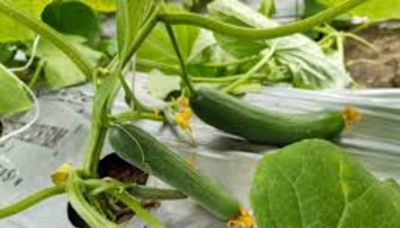 Karnataka Farmer's Unconventional Cultivation Of English Cucumbers Yields Success - News18