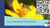 Plant your landscape to provide food, shelter to all-important pollinators