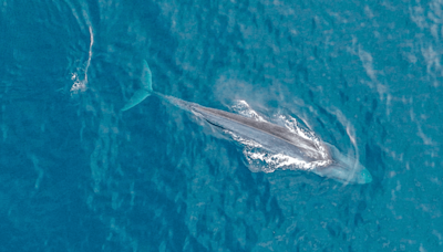 Rare Footage Reveals The Courtship Dance Of Pygmy Blue Whales For The First Time