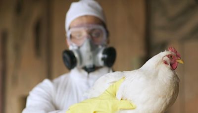 CDC investing $10M into bird flu response among farmworkers