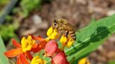 Sweet! August means celebrating honey bees; here's how to them to you Space Coast yard