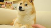 Kabosu: Meme dog, face of Musk's favorite crypto Dogecoin dies