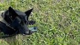 K-9 team recovers stolen cellphone that helped man monitor, control insulin levels