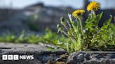 Brighton: Campaigners shocked at use of weedkiller