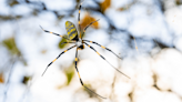 Flying giant venomous spiders with 4 inch legs found in West Virginia and Ohio; Northeastern states brace for invasion