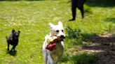 ‘Caricioterapia’ y atención: así trabajan rescatistas en la rehabilitación de perros que vivieron maltrato extremo