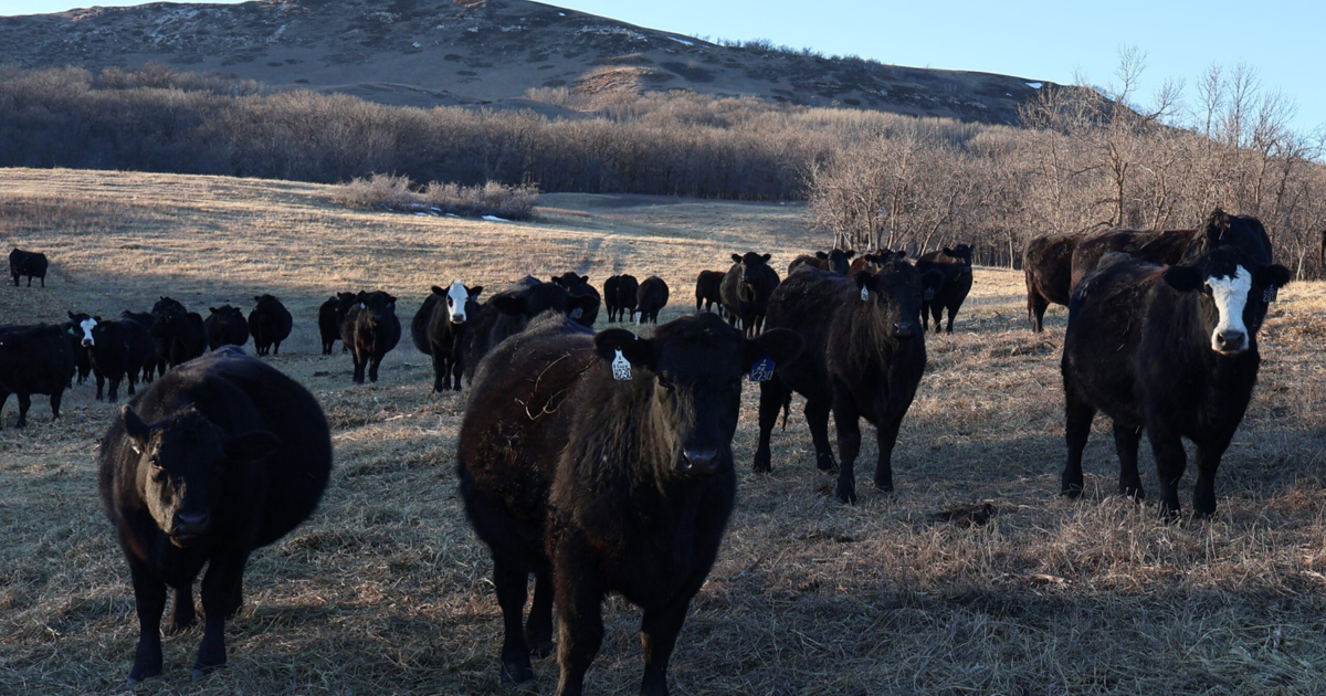 North Dakota group might buy cattle company that owes millions