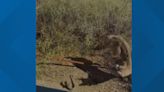 Only in Arizona: Video captures bobcat fighting with rattlesnake