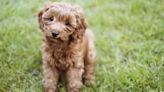 Australia’s Most Popular Dog Breeds Revealed