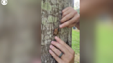 Videos show where cicadas have already emerged in the U.S.