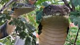 ...Video: 12-Ft-Long King Cobra Sighted Hanging On Bush Inside Residential Compound, Rescued & Released In Agumbe Forest