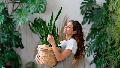 Adiós al calor y humedad dentro de casa: la planta que lo absorbe y refresca el ambiente