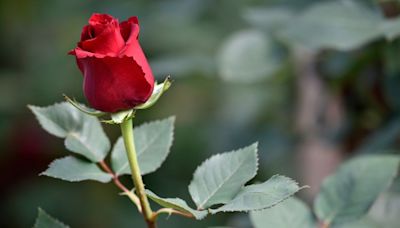 How did a rose get its prickles? A new study has answers