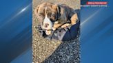 Puppy abandoned in sack at Greater Cincinnati park gets new home
