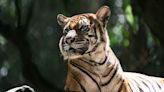 Can Malaysia save its national animal from extinction? | CNN