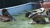 Bay Area animal groups stepping up to help after surge in starving brown pelicans