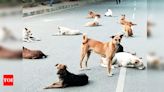 BBMP Guidelines for Feeding Street Animals | Bengaluru News - Times of India