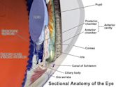 Anterior chamber of eyeball