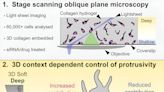 Shape-shifting cancer cell discovery reveals potential skin cancer drug targets