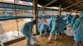 雲林台西今年首例禽流感 撲殺逾1.2萬隻土雞
