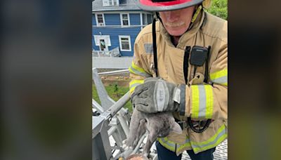 ‘Yes, sometimes we do rescue cats,’ Cedar Rapids firefighters save stuck cat