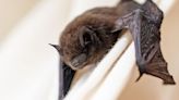 Rabies-infected bat found in Michigan, prompting resident warnings of the fatal virus