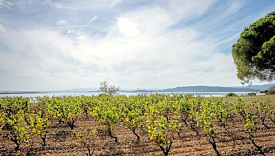 Languedoc-Roussillon : notre sélection de vins d'été 2024