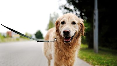 Energetic Golden Retriever Practicing Off-Leash Training Tries So Hard Not to Have the Zoomies