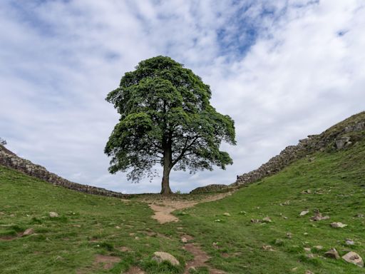 Who cut down the Sycamore Gap tree? Everything we know