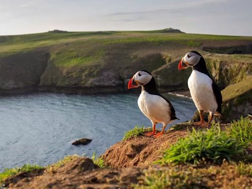 The tiny UK island with thousands of puffins that needs to be seen to be believed