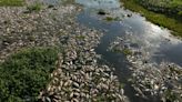 Toneladas de peces muertos cubren río de Sao Paulo tras el supuesto vertido de residuos industriales