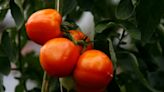 Ask the Master Gardener: Tips for growing tomatoes and dealing with pesky fungus gnats