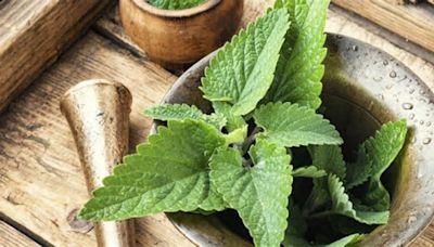 Descubre la planta que te ayudará a dormir mejor y es muy fácil sembrar en casa