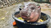 Moo Deng: Baby pygmy hippo is Thailand’s latest online sensation. But her keeper is worried about her fame | CNN