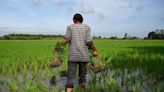 India's rice export ban: Can Malaysia consider holistic food security solutions and white rice alternatives?